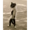 videocat 26