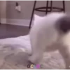 videocat 28