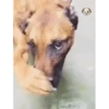 Dogs 5