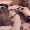 Dogs 6