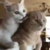 Gatitos 5