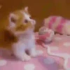 Gatitos 6
