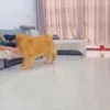 Dogs 7