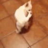 Dogs 8