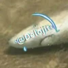 ZOOM 1 10