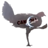 Gallina Italiana 10