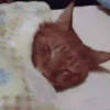Gatitos 7