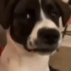 Dogs 10