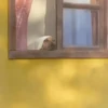 Dogs 11