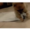 Dogs 12