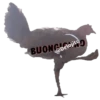 Gallina Italiana 15