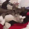 Gatitos 8
