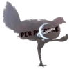 Gallina Italiana 16
