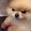 Dogs 14