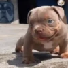 Dogs 15