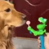 Dogs 16