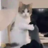 Gatitos 9