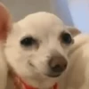Dogs 17