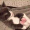 Gatitos 10