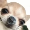Dogs 19