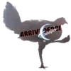 Gallina Italiana 19