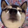 Dogs 20