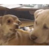 Dogs 21