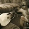 Dogs 23