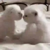 Gatitos 11