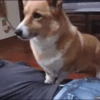 Dogs 24