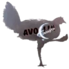 Gallina Italiana 24
