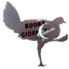 Gallina Italiana 25