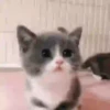 Gatitos 12