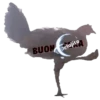 Gallina Italiana 26