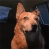 Dogs 25