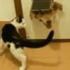 Dogs 26