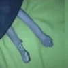 Dogs 27