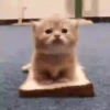 Gatitos 13