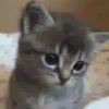 Gatitos 14