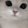 Mix animales 12 6
