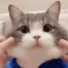 Mix animales 12 7