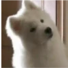 Mix animales 12 8