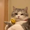 Mix animales 12 9