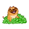 Perrito Bulldog 1 MOV. 10