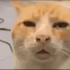 animal emotes 6