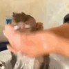 Animals 5