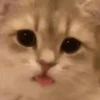 Mix animales 12 10