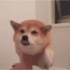 Mix animales 12 11