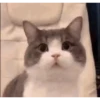 Mix animales 12 12