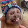 Animals 7